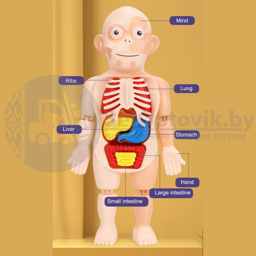 Детский 3D пазл Human Body Модель анатомия человеческого тела/Строение тела / конструктор органы 3 - фото 8 - id-p181588578