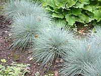 Овсяница сизая или Овсяница голубая (Festuca glauca, Festuca cinerea) С1