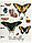 Тетрадь общая А5, 80 л. на кольцах «Полиграф Принт» 160*210 мм, клетка, Butterfly, фото 4