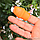 Садовый нож секатор напальчник Ноготок с лезвием, 6 предметов, фото 7