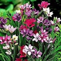 Бабиана stricta 20шт