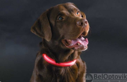 Светящийся ошейник для собак (3 режима) Glowing Dog Collar Красный