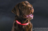 Светящийся ошейник для собак (3 режима) Glowing Dog Collar Красный