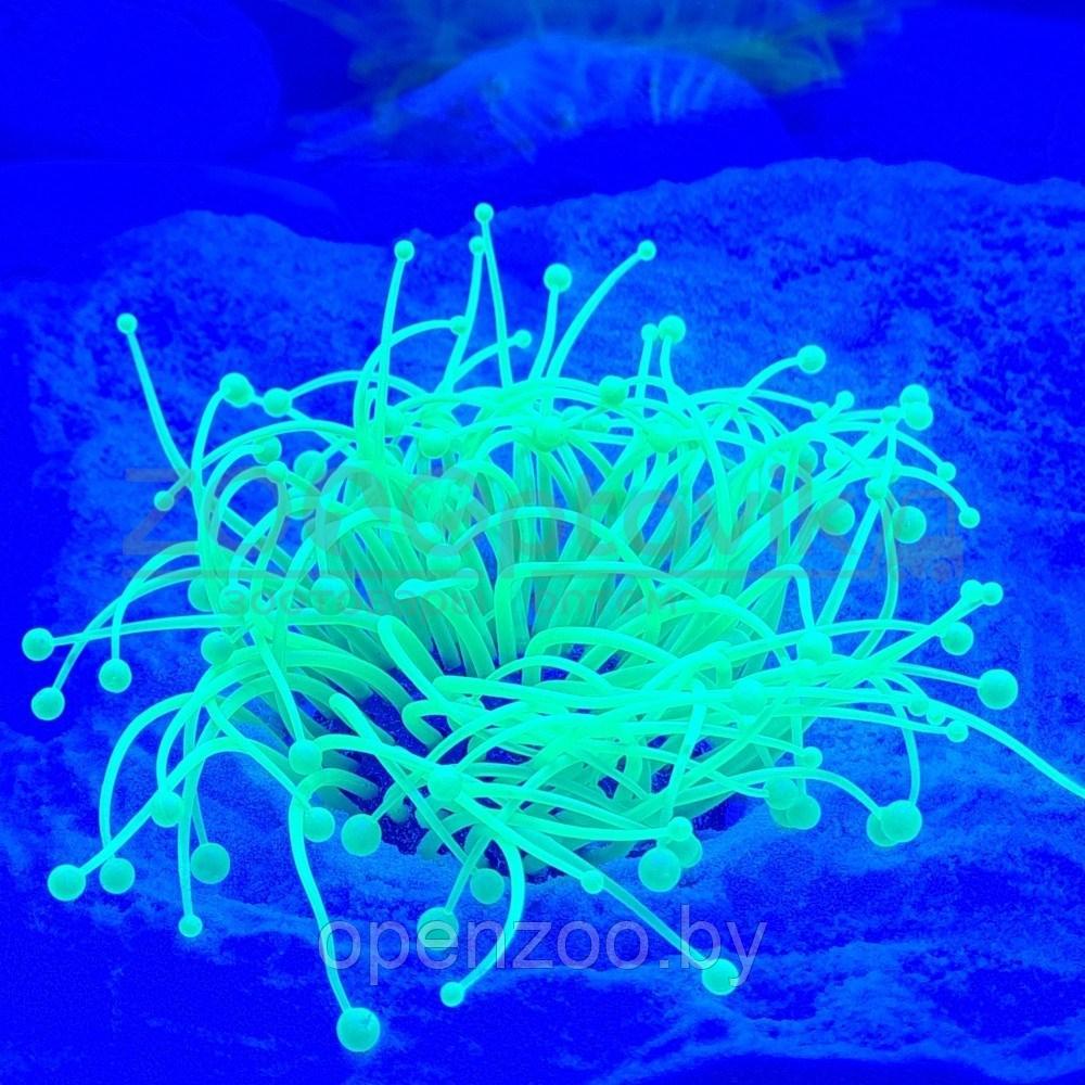 Meijing Aquarium Декор из силикона Коралл зеленый светящийся (7.5x7.5x10)