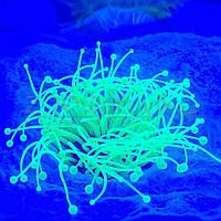 Meijing Aquarium Декор из силикона Коралл зеленый светящийся (7.5x7.5x10)