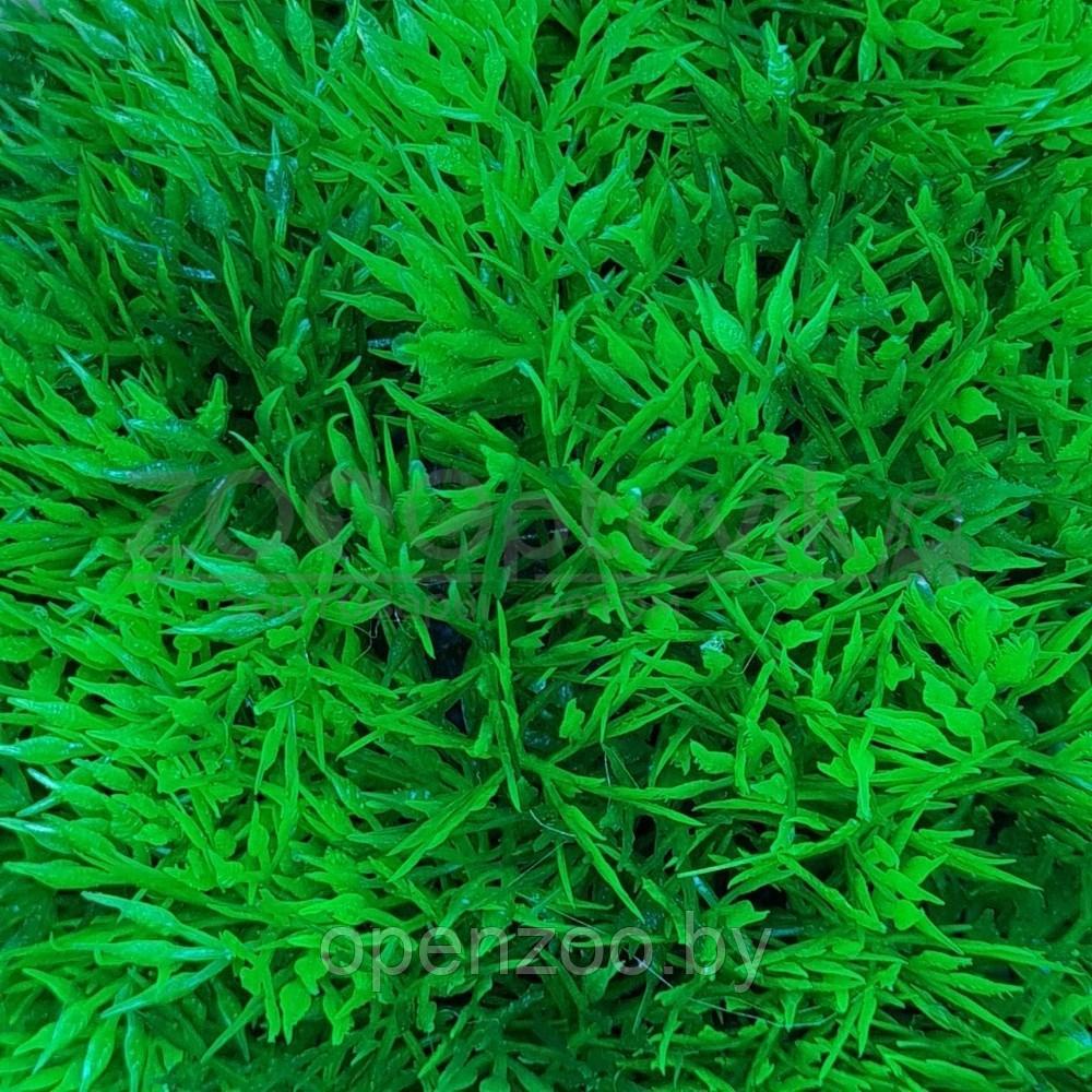 Meijing Aquarium Грот-укрытие Полусфера с растениями 20 см. - фото 3 - id-p182169726