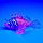 Meijing Aquarium Декор из силикона Крылатка плавающая Розовый, фото 7