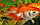 ZooAqua Вуалехвост красно-белый 4,0-4,5 см, фото 3