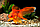 ZooAqua Вуалехвост красно-белый 4,0-4,5 см, фото 6