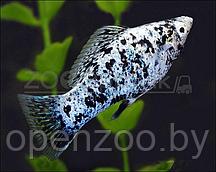 ZooAqua Моллинезия Далматинец (ситцевая-мрамор) 2,5-2.8 см.
