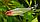 ZooAqua Тетра красноносая  Родостомус 1,8-2,3 см., фото 2