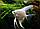 ZooAqua Скалярия Белая платина 2,5-3,0 см., фото 2