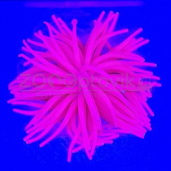 Meijing Aquarium Декор из силикона Коралл мягкий 13x13x10 см. розовый