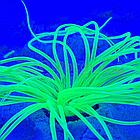 Meijing Aquarium Декор из силикона Коралл желтый светящийся (2.5x2.5x15), фото 4