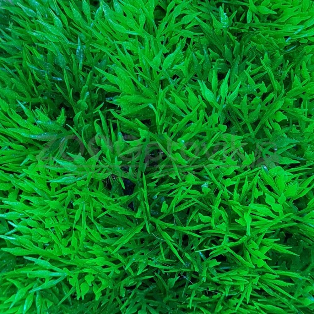 Meijing Aquarium Грот-укрытие Полусфера с растениями 20 см. - фото 3 - id-p182278125