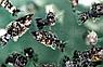 ZooAqua Моллинезия Далматинец (ситцевая-мрамор) 2,5-2.8 см., фото 3