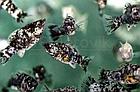 ZooAqua Моллинезия Далматинец (ситцевая-мрамор) 2,5-2.8 см., фото 3