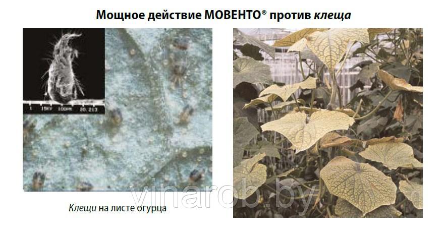 Инсектицид Мовенто (80 мл) - фото 3 - id-p181832003