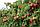 Саженцы  сорта летней малины Октавия, фото 2