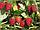 Саженцы  сорта  малины Таруса (Малиновое Дерево), фото 3
