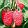 Саженцы  сорта  малины Каскад Делайт, фото 3