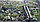 Рассада земляники садовой (клубники) сорта Мальвина, фото 2