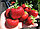Рассада земляники садовой (клубники) сорта Мальвина, фото 3