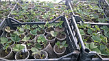 Рассада земляники садовой (клубники) сорта Мальвина, фото 2