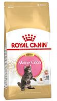 Сухой корм для котят Royal Canin Maine Coon Kitten 2 кг