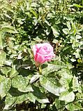 Роза чайно-гибридная, фото 2