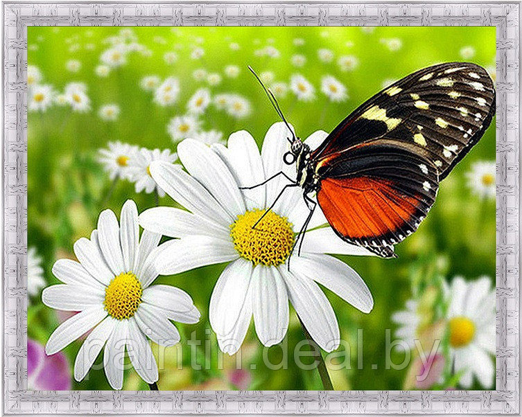 Алмазная мозаика "Бабочка" на подрамнике - фото 1 - id-p183031101
