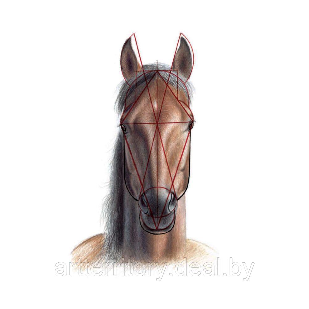Рисуем лошадей - фото 3 - id-p183061594