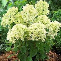 Гортензия метельчатая Бомбшелл (Hydrangea paniculata Bombshell)