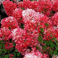 Гортензия метельчатая Пинк Даймонд (Hydrangea paniculata Pink Diamond)