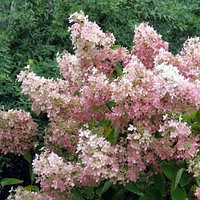 Гортензия метельчатая Пинк Леди (Hydrangea paniculata Pink Lady)