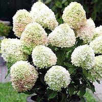 Гортензия метельчатая Литтл Эльф (Hydrangea paniculata Little Alf)