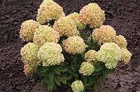 Гортензия метельчатая Литтл Лайм (Hydrangea paniculata Little Lime)