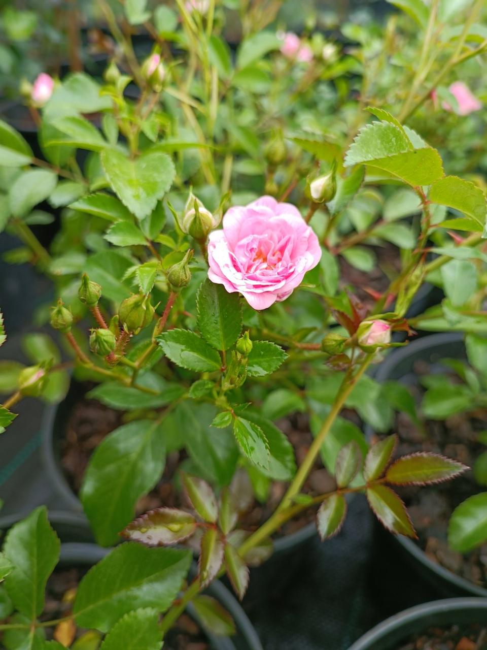 Роза почвопокровная Фейри - фото 2 - id-p150217430