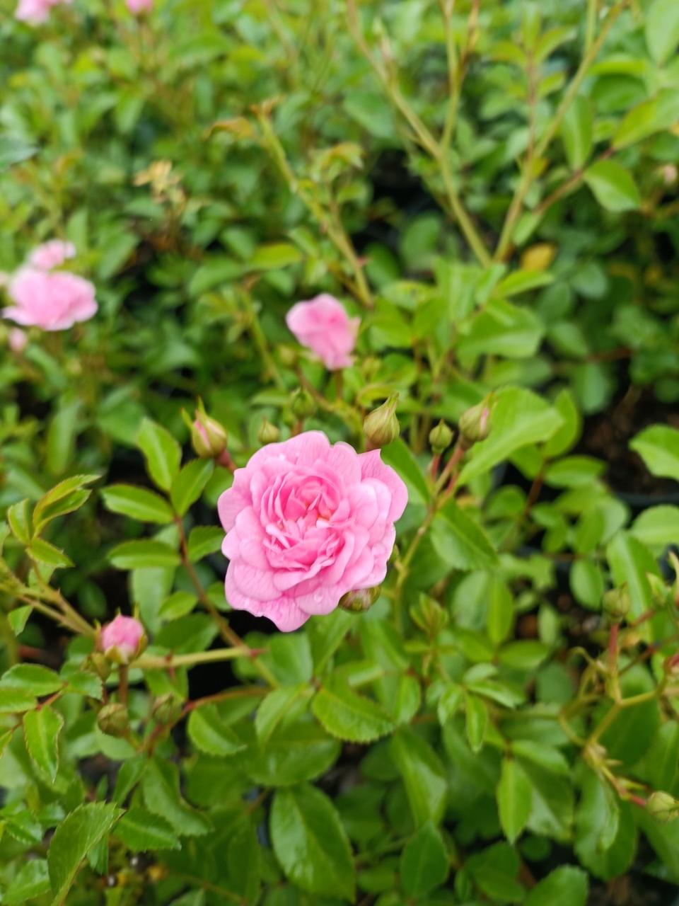 Роза почвопокровная Фейри - фото 4 - id-p150217430