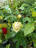 Роза флорибунда Лавли Грин, фото 2