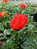 Роза флорибунда Мидсаммер Ред, фото 2