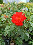 Роза флорибунда Мидсаммер Ред, фото 3