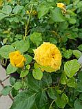Роза флорибунда Лемон Помпон, фото 4