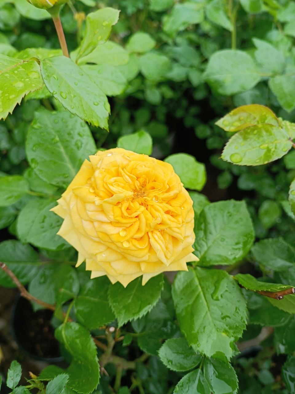Роза флорибунда Лемон Помпон