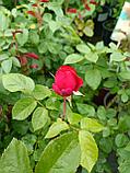 Роза чайно-гибридная Ред пиано, фото 2