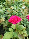 Роза чайно-гибридная Юрианда, фото 3