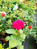 Роза чайно-гибридная Юрианда, фото 5