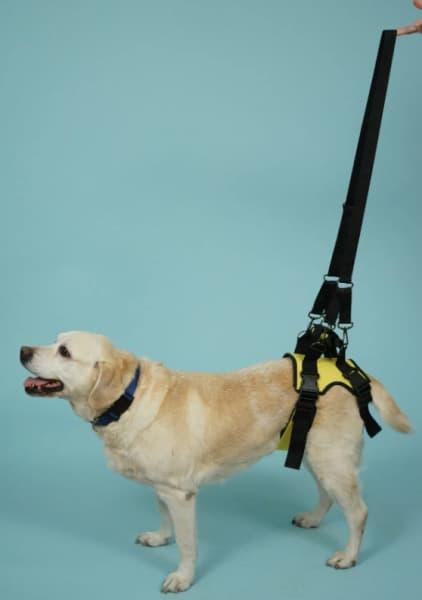 Веда Задняя поддержка для собак 1 (10-25 кг) - фото 1 - id-p183256836