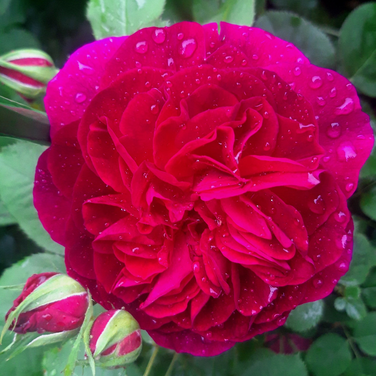Роза кустовая пурпурная "Falstaff" (Фальстаф) С4, возраст 2 года (Остаток 2 шт !!!)