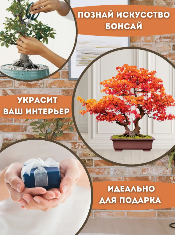 Набор Для Выращивания Бонсай Купить В Минске